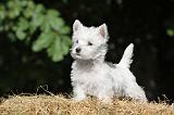 WESTIE 120